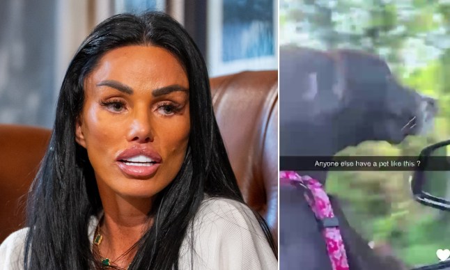 Katie Price sits on a leather brown armchair for a discussion, and a grab of her dog in a pink harness leaning out of the front window of her car